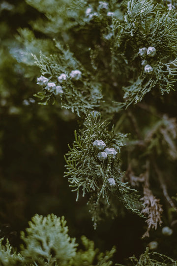 Forståelse af Gin Botanicals