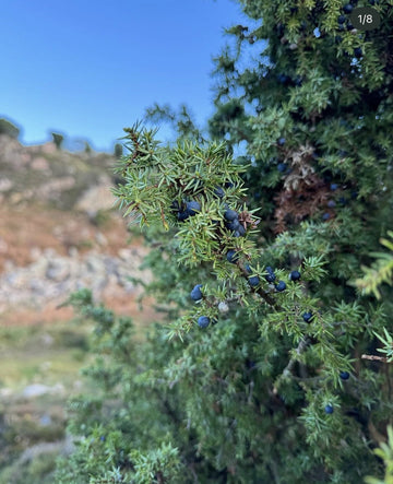 Gin-Botanicals verstehen